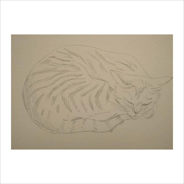 Cat Sleeping